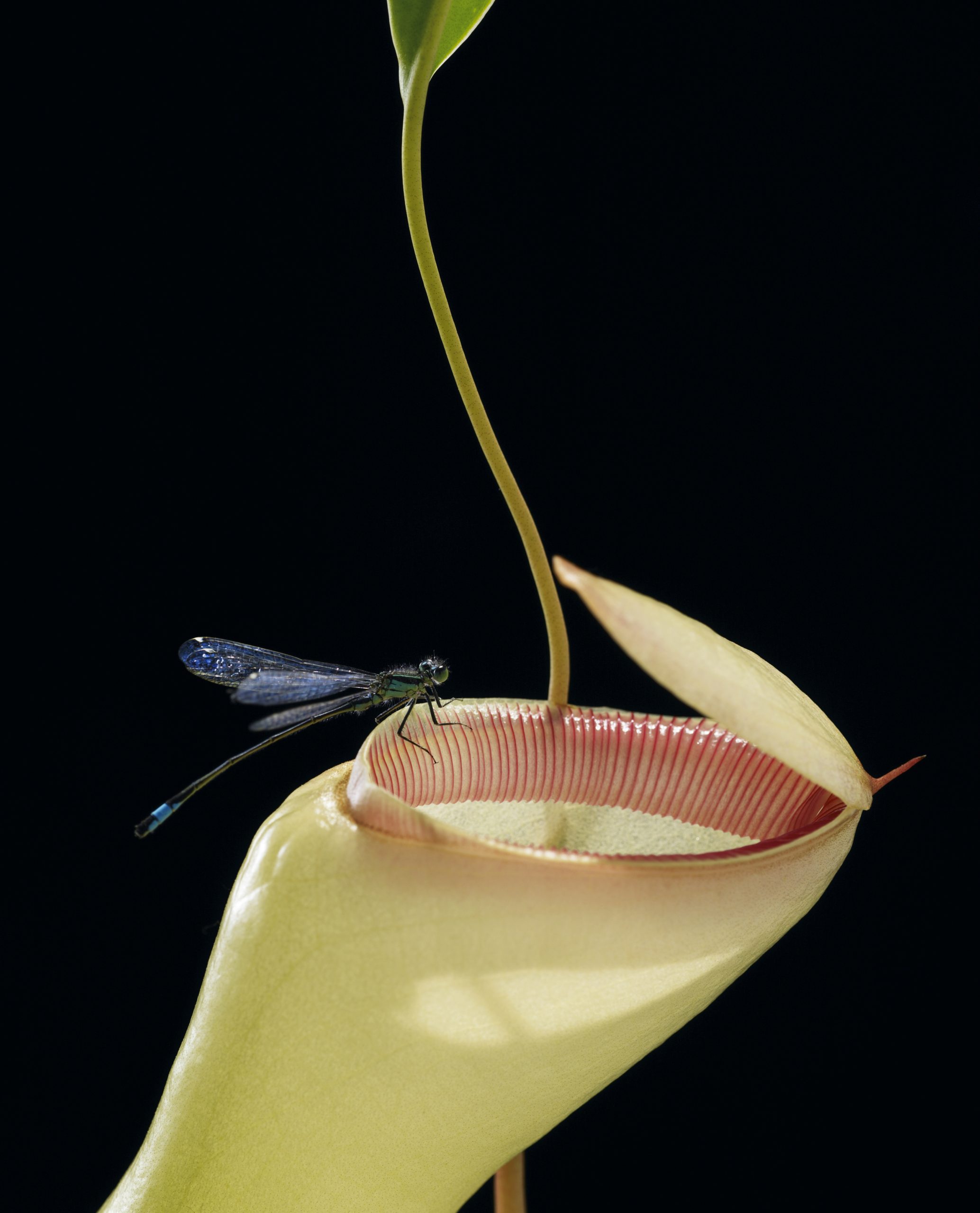 Helene Schmitz, The Nepenthes and the Dragonfly (from the series Carnivores), 2010.