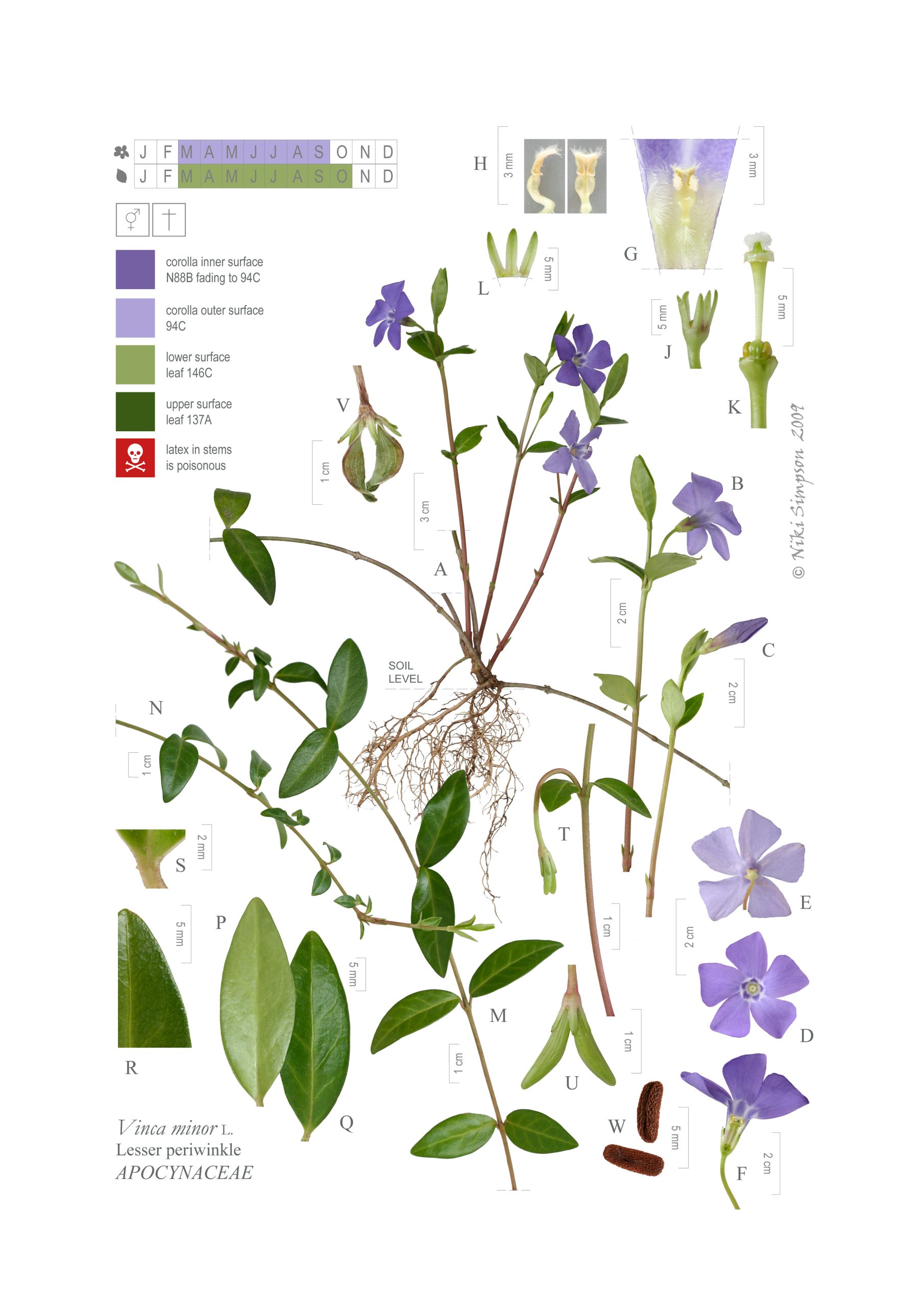 Niki Simpson, Lesser periwinkle (Vinca minor), 2009