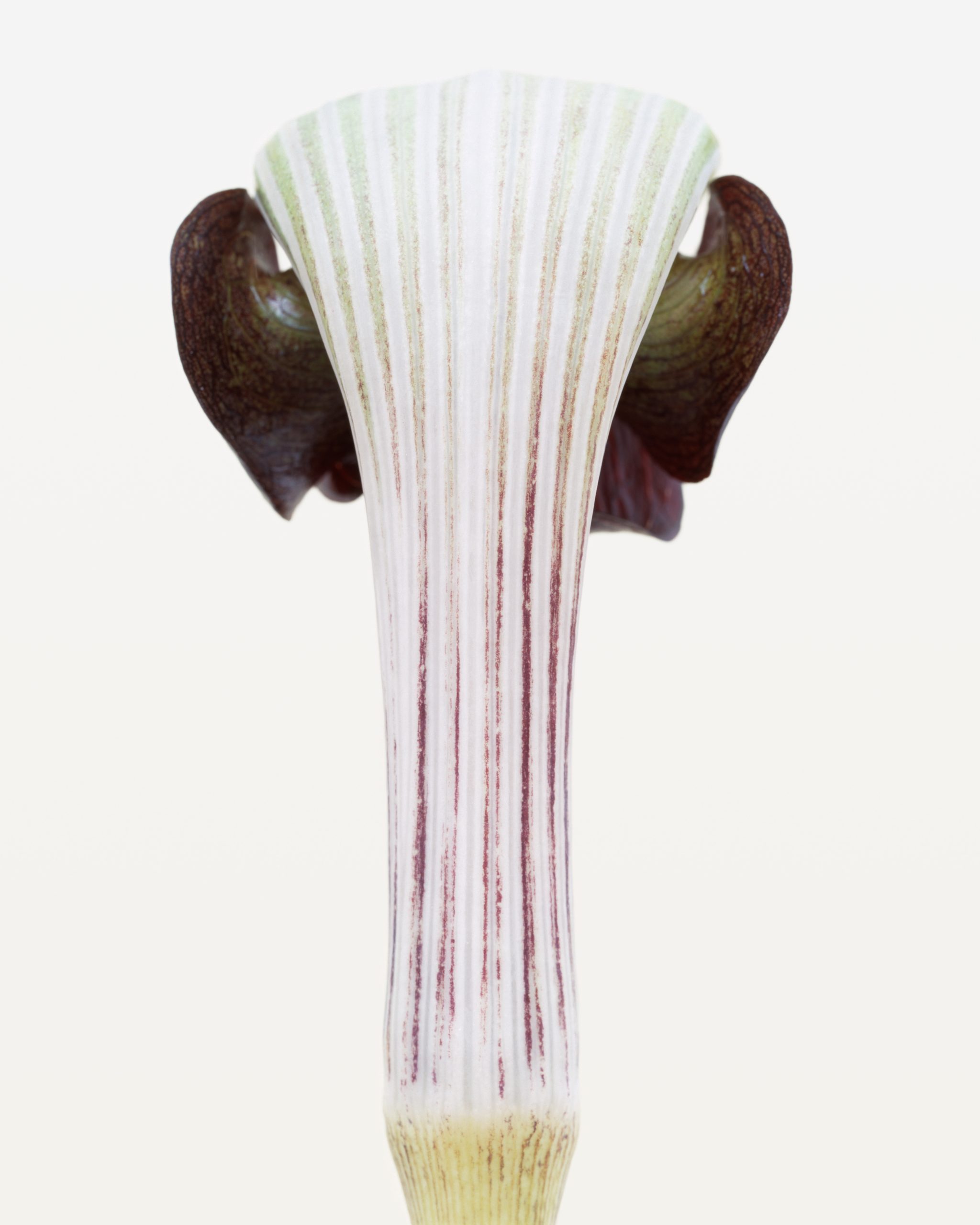 Ron van Dongen, Arisaema ringens, 1999